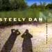 steely dan